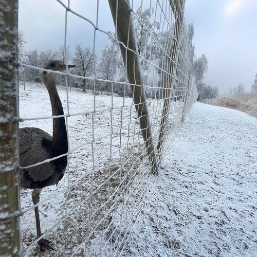 Viltstängsel 100 m x 2.0 m x 2 mm