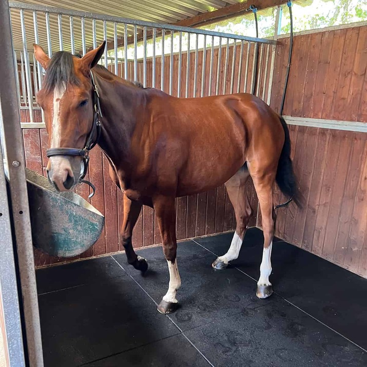 Stallmatta 20 mm, 1 x 1 m