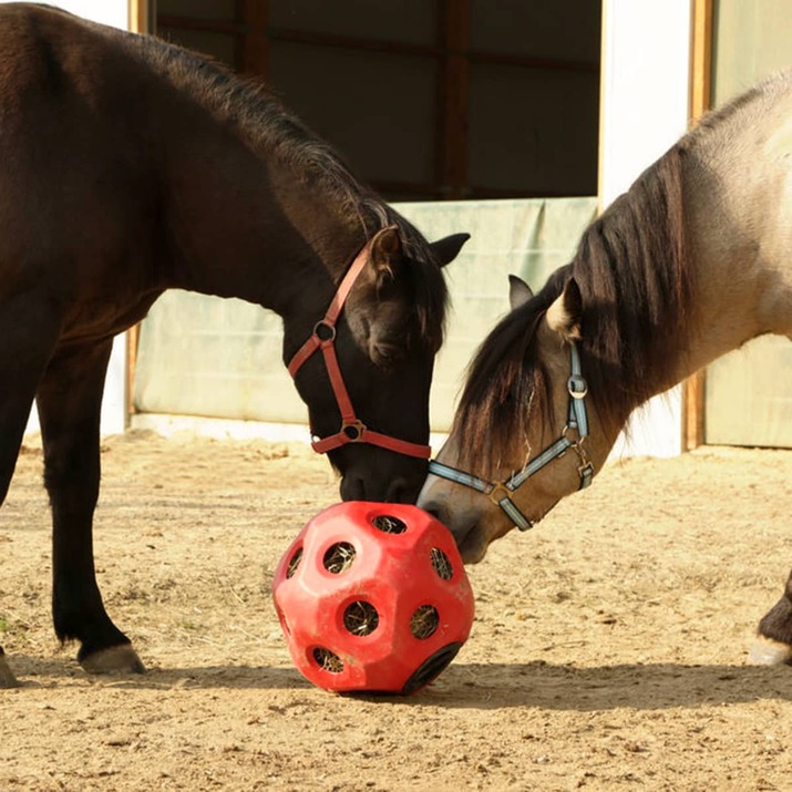 Höboll till häst, blå
